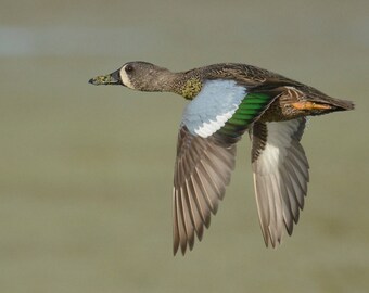 Framed Blue-winged teal, bird photography from Florida