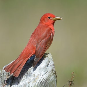 Framed Summer Tanager, bird photography from Florida