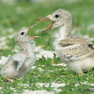 Framed Black Skimmer chicks, bird photography from Florida
