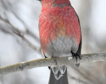 Framed Pine Grosbeak, pink bird, wildlife photography from Minnesota