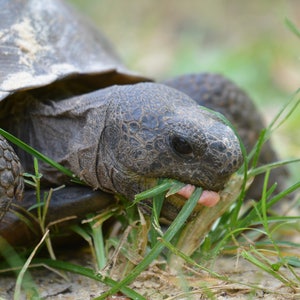 Framed Gopher Tortoise eating, reptile turtle wildlife photography from Florida