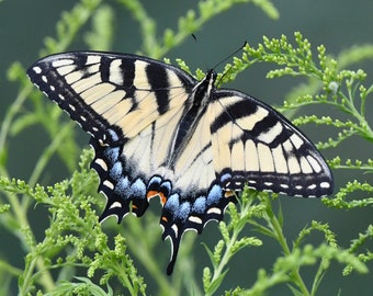 Framed Tiger Swallowtail butterfly, framed wildlife photography from Wisconsin