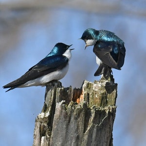 Framed Tree Swallows, bird photography from Wisconsin