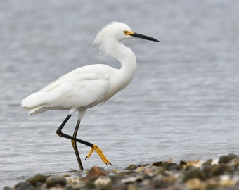 Framed Snowy Egret, bird photography from Connecticut