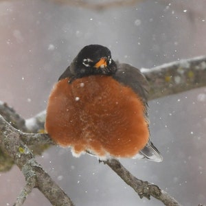 Framed American Robin in snow, wildlife photography from Arkansas