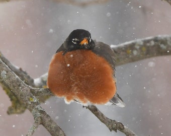Framed American Robin in snow, wildlife photography from Arkansas