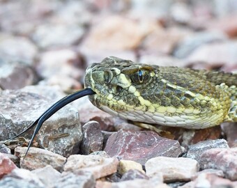 Framed Prairie Rattlesnake, snake and wildlife photography from South Dakota