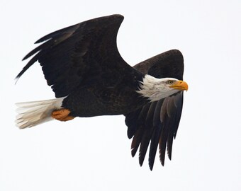 Framed Bald Eagle, bird photography from Wisconsin