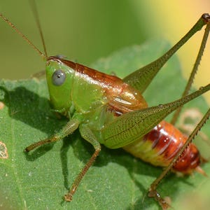 May include: A green and brown grasshopper with long legs sits on a green leaf.