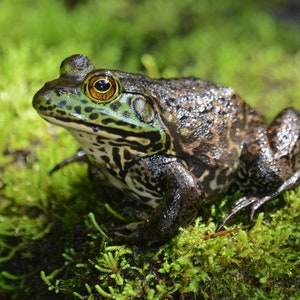 Framed Bullfrog, amphibian wildlife photography from Florida