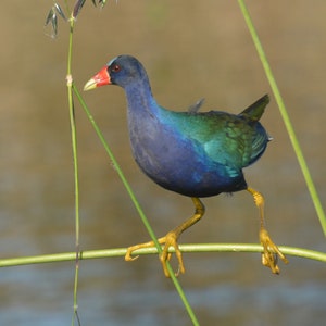 Framed Purple Gallinule, bird photography from Florida