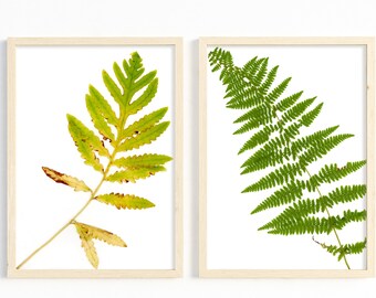 Felce Stampe Botaniche Plant Art Photo Set di Due / 8X10 11X14 16X20 / Fotografia Natura Vegetale