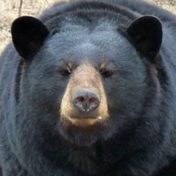 bear face chair cover