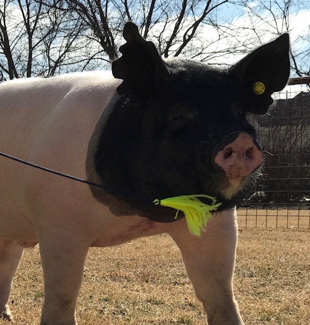 Pig Whip Navy with Green Pig Whip Etsy