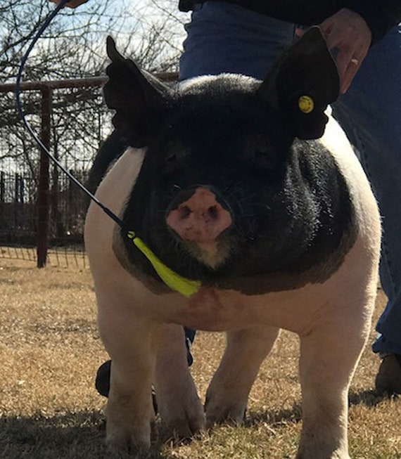 36or 39 Red Pig Whip Turquoise & Gold Show Stick Riding & Farm Animals
