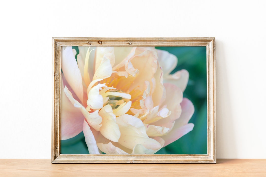 Peony Photography - Digital Download Print - Peony Poster - Pink Flower ...