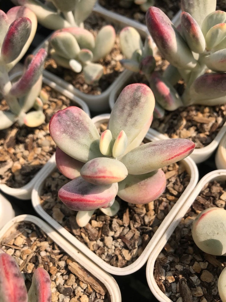 Cotyledon orbiculata cv variegated/unicorn plant 乒乓福娘锦 ...