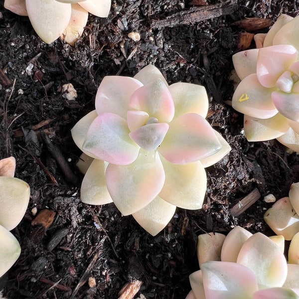 Graptoveria titubans variegated Rare Succulent Imported from Korea Live Plant Live Succulent Cactus