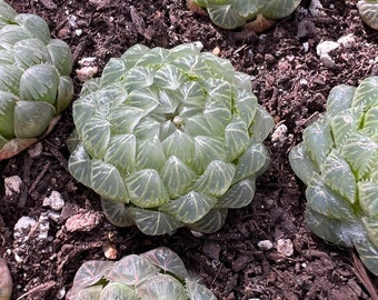 Haworthia cooperi Glacier Rare Succulent Live Plant Live Succulent Cactus