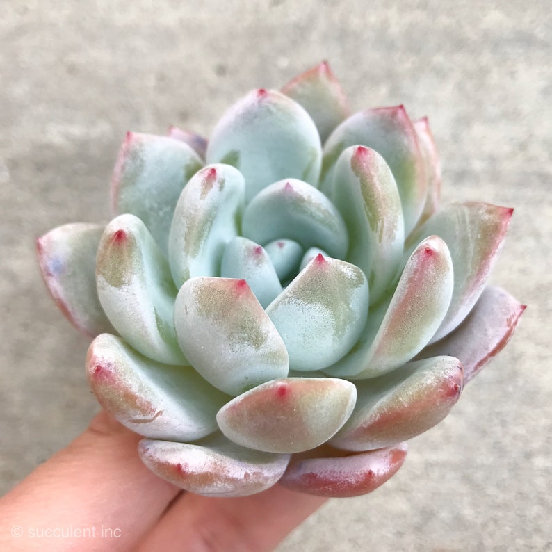 Rare Succulent Echeveria Laui sky sp Changhee hybrid Imported from Korea 1.5-2
