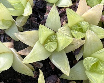 Haworthia “gold” baby Succulent Korean succulent