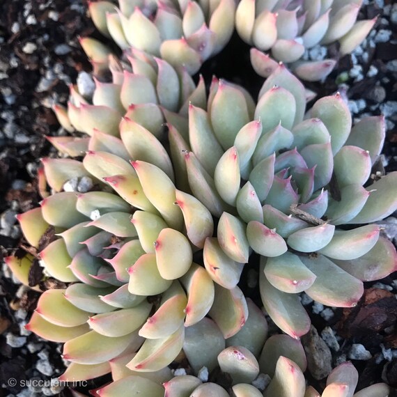 Echeveria Pulidonis Hyb Cluster花月夜杂交 Rare Succulent From Korea 3 5