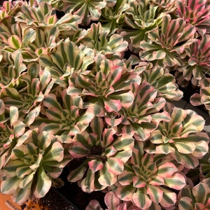 Aeonium Pink Witch Single Rare Succulent Imported from Korea Rare Succulent Live Plant Live Succulent Cactus