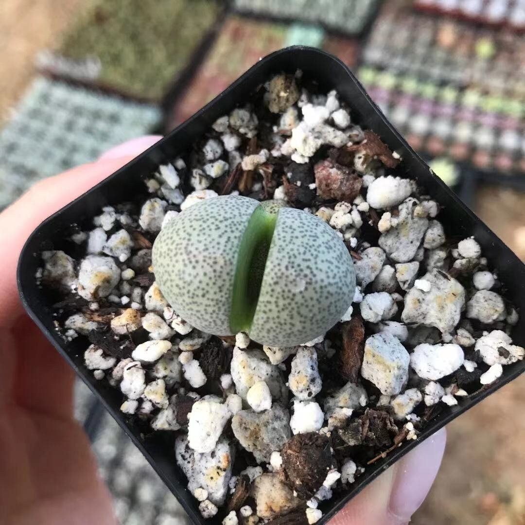 Pleiospilos nelii 'Split Rock' Live Succulent Live Plant Cactus 2" pot