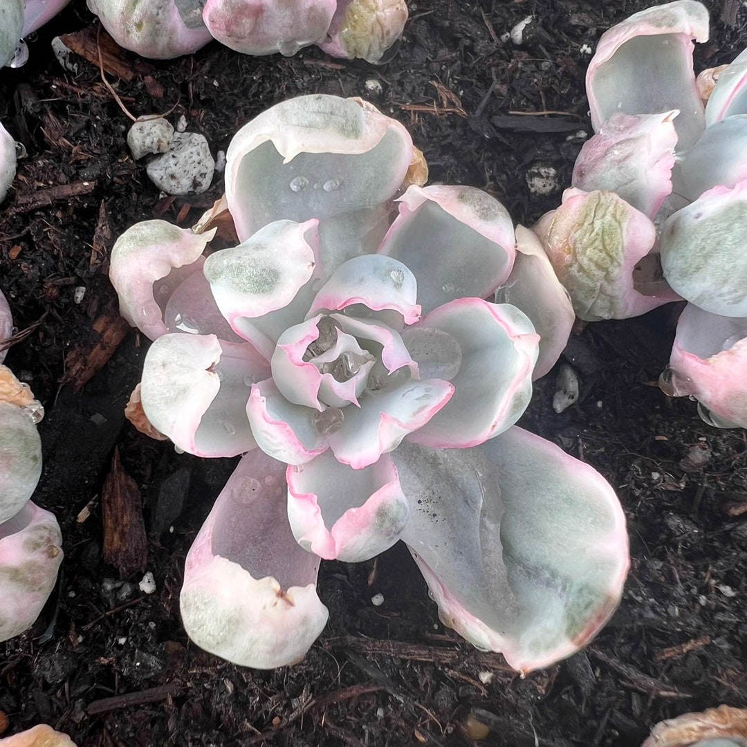 Echeveria Berkeley Variegated Rare Succulent Live Plant Live Succulent