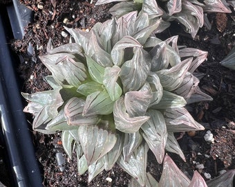 Haworthia magnifica v.atrofusca cluster Rare Succulent Live Plant Live Succulent Cactus