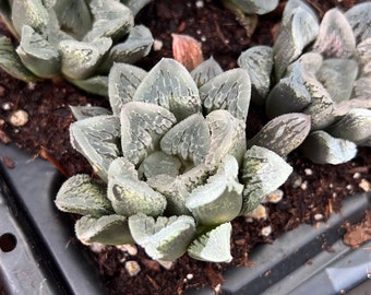 Haworthia Ice Skating Rare Succulent Live Plant Live Succulent Cactus