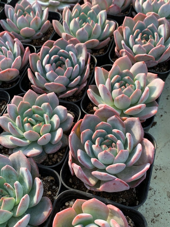 Echeveria /'beauty lily/' 美丽娜莲 Imported from Korea Rare Succulent PRESALE