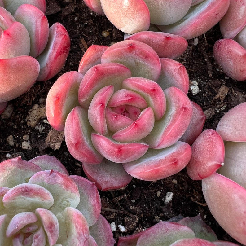 Echeveria glam pink rare succulent