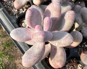 Pachyphytum cheese 奶酪 Rare Succulent Imported from Korea Live Plant Live Succulent Cactus