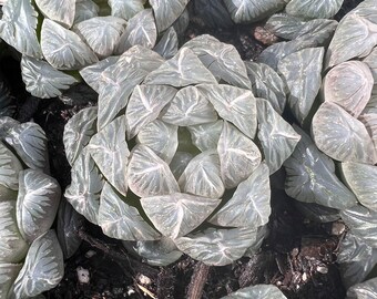 Haworthia Cooperi Ice Lantern Rare Succulent Imported from Korea Live Plant Live Succulent Cactus