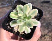 Aeonium Castelo-Paivae Variegata Suncup Live Succulent Live Plant Cactus 2 quot pot