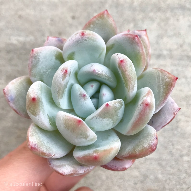 Rare Succulent Echeveria Laui sky sp Changhee hybrid Imported from Korea 1.5-2