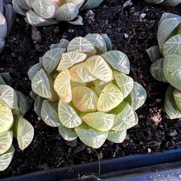 Haworthia Obtuse cv. 'Amber’ Rare Succulent Live Plant Live Succulent Cactus