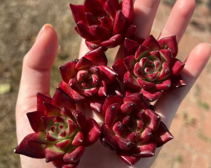 Echeveria Red Super Clone 超级克隆 Rare Succulent Imported From - Etsy