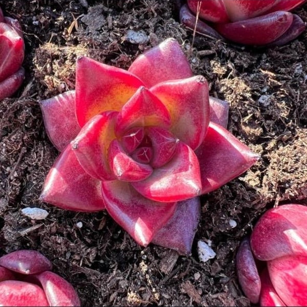 Echeveria red knight Rare Succulent Live Plant Live Succulent Cactus