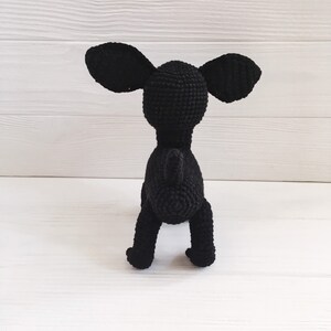 black chihuahua back