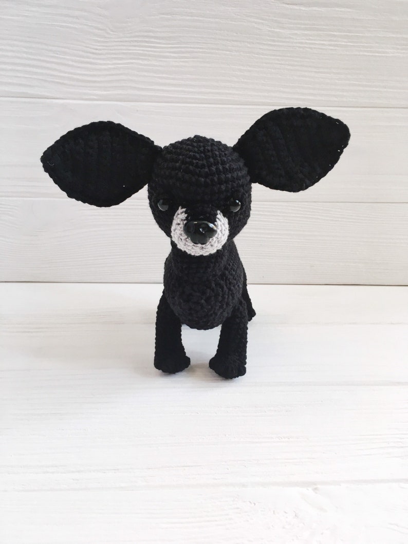 black chihuahua