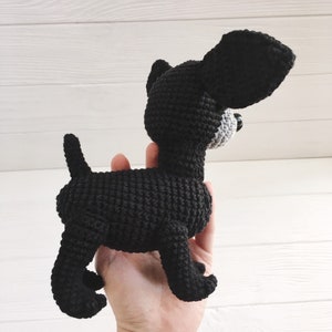 black chihuahua owner present