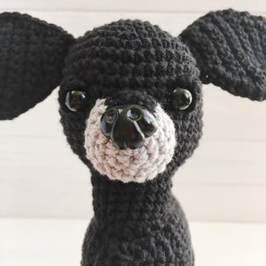 black chihuahua snout