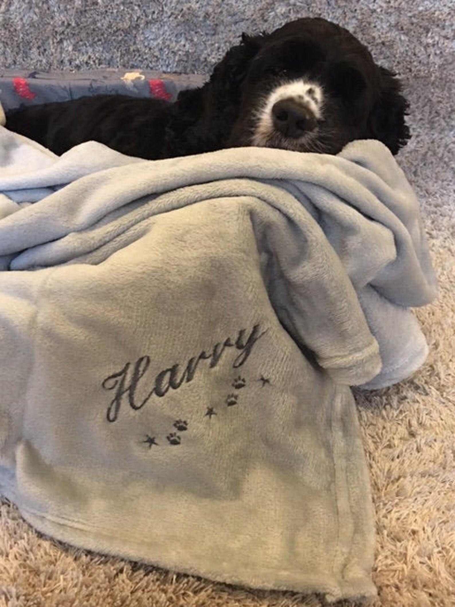 Personalised Dog Blanket Etsy