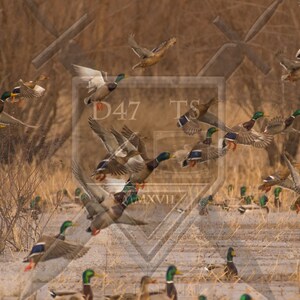 Könnte beinhalten: Eine Schar von Stockenten fliegt über ein Feld mit braunem Gras und Bäumen. Die Enten befinden sich in verschiedenen Positionen, einige im Flug, einige landen und einige starten. Das Bild ist aus einer niedrigen Perspektive aufgenommen, was dem Betrachter einen guten Blick auf die Flügel und Federn der Enten ermöglicht.