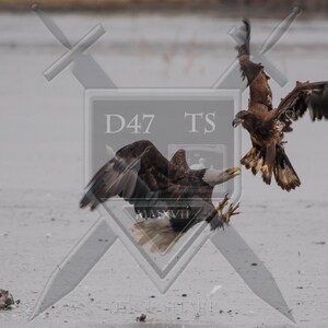 Original wildlife photography rendering an image of a Bald Eagle sparring with a Golden Eagle over prey, bald eagle photo print, wall art