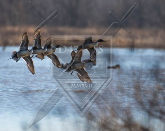Original wildlife photography rendering an image of Pintail Ducks flying in the marsh, duck wall art, Pintail Ducks, ducks flying, Pintail