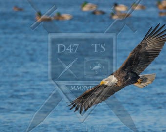 Original wildlife photography bald eagle flying, flying bald eagle photo print, bald eagle photography, bald eagle print, eagle wall art