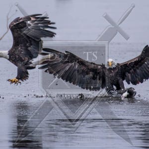 Original wildlife photography eagle, eagle landing, eagle with prey, eagle stealing food, bald eagle photography, bald eagle photo print